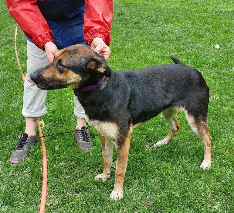 Sara - wilczkowata suczka