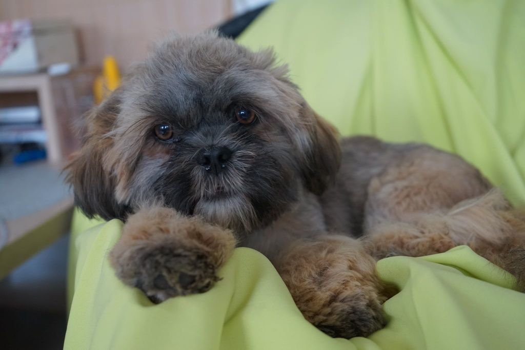 Shih-Tzu od zootechnika  i behawiorysty DNA