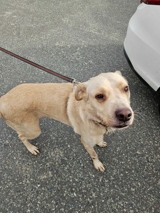 BREGUŚ pies w typie labradora o gołębim sercu szuka domu