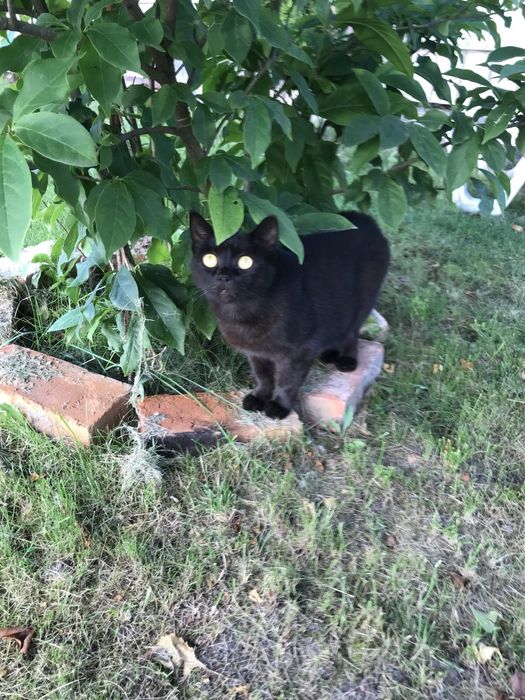 Віддам кота в добрі руки!