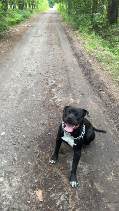 Piesek rasy amstaff za darmo