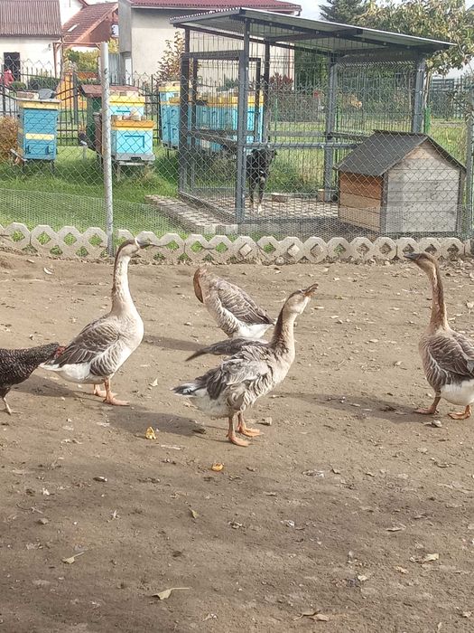 Pilnie !!! Sprzedam Gęsi garbonose