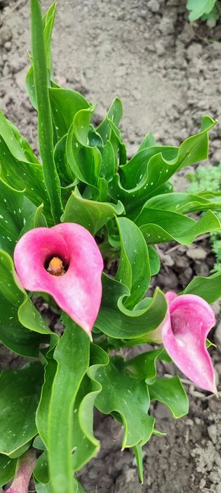 Кала садова мікс