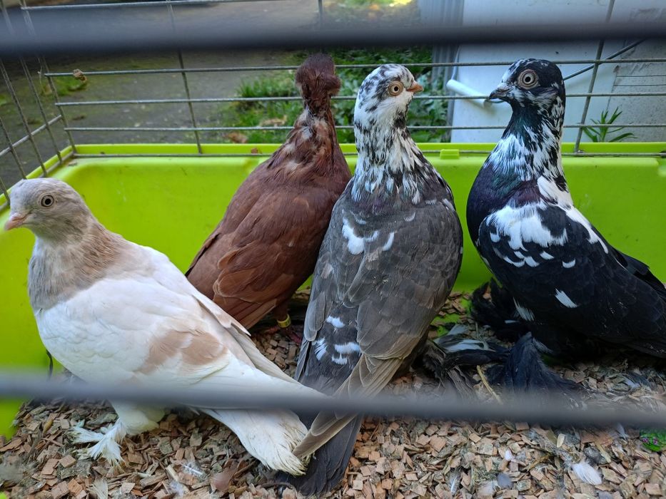 Sprzedam gołębie ozdobne