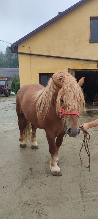 Ogier Sokólski - SPRZEDAM