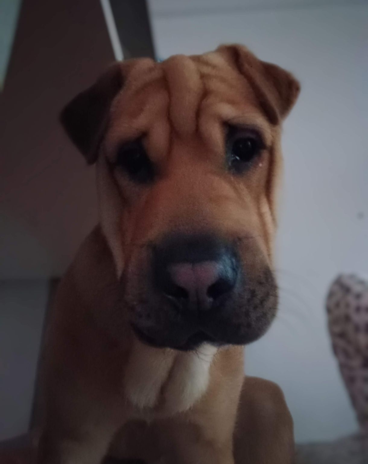 Sharpei x serra da estrela para adoção responsável