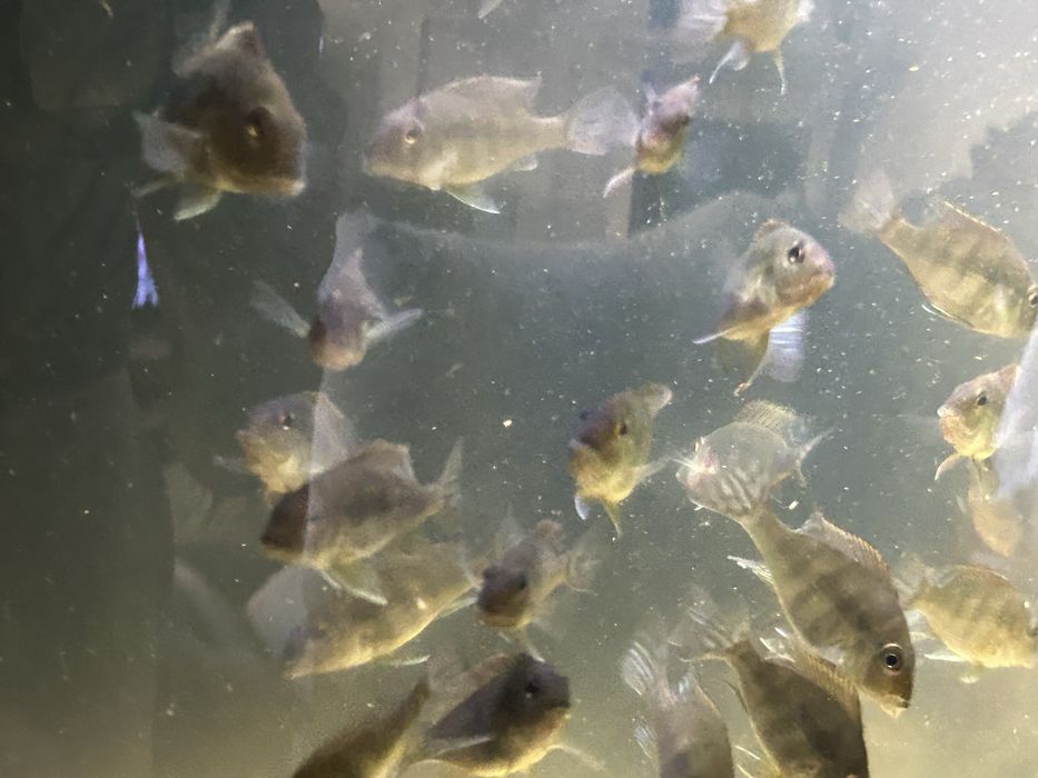 40 Geophagus Tapajos orange head 5cm
