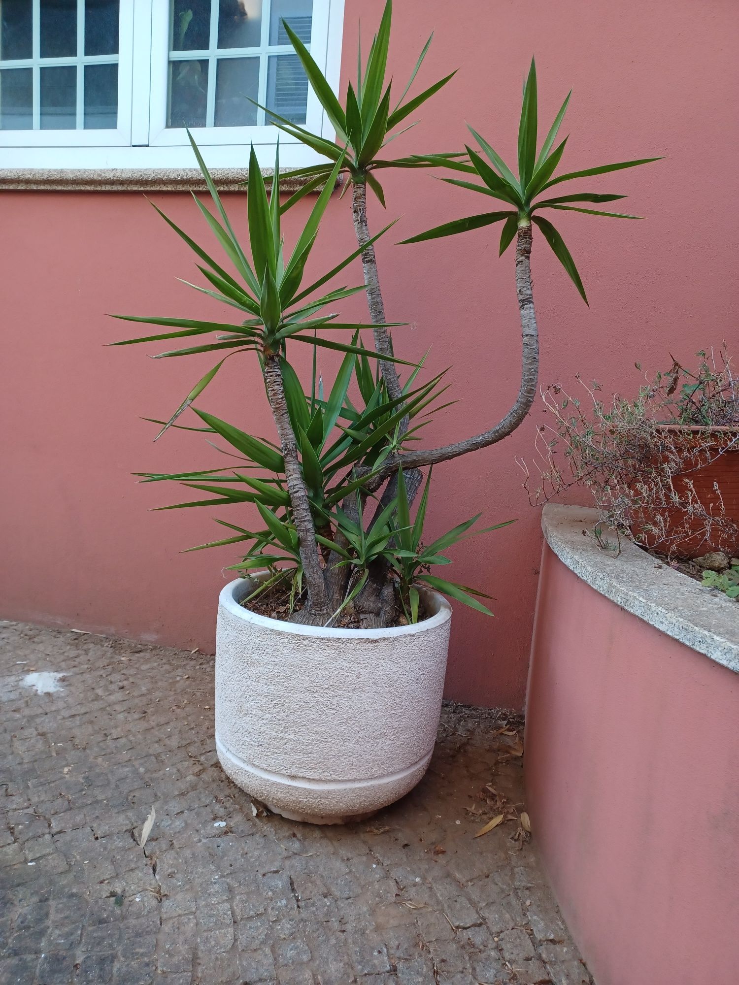 Vaso de Cimento + Planta Yucca elephantipes