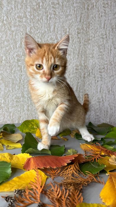 Отлам_ кошки_ котята_ Маргоша
