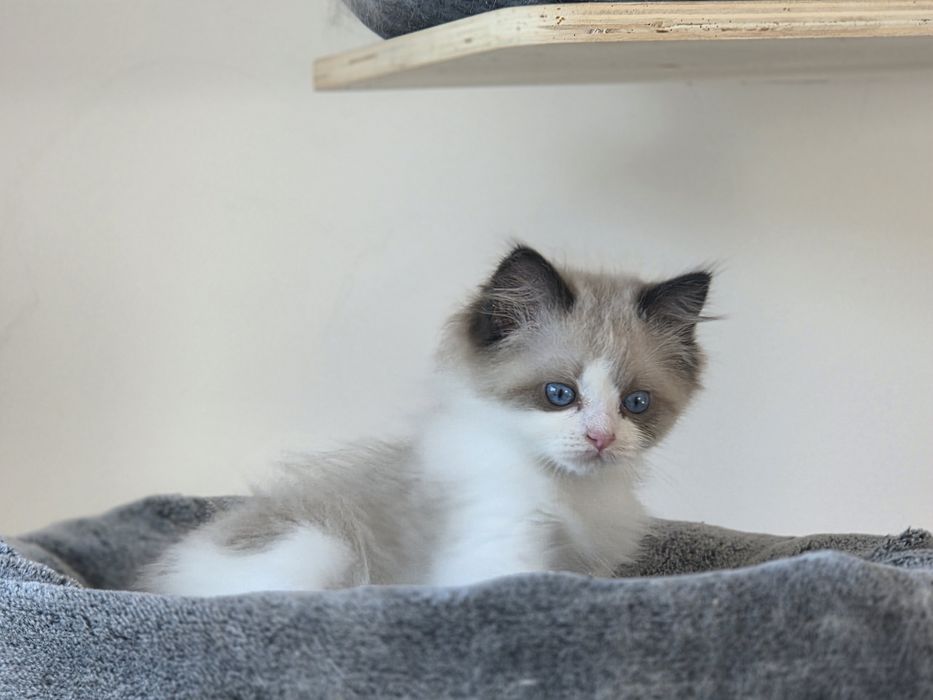 Kotek RAGDOLL kocurek blue  Bicolour