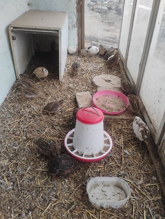 Sprawdzam przepiurki