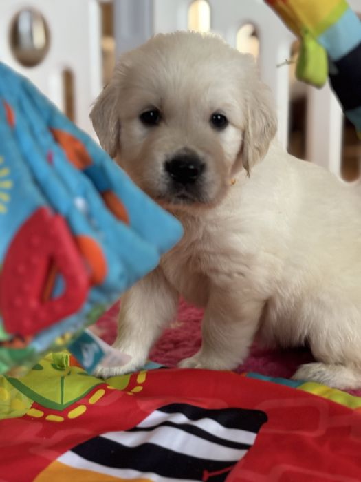 Golden Retriever ZKwP FCI - szczeniak