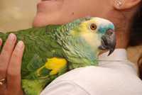 Попугай Амазон Синелобый - ручные птенцы выкормыши