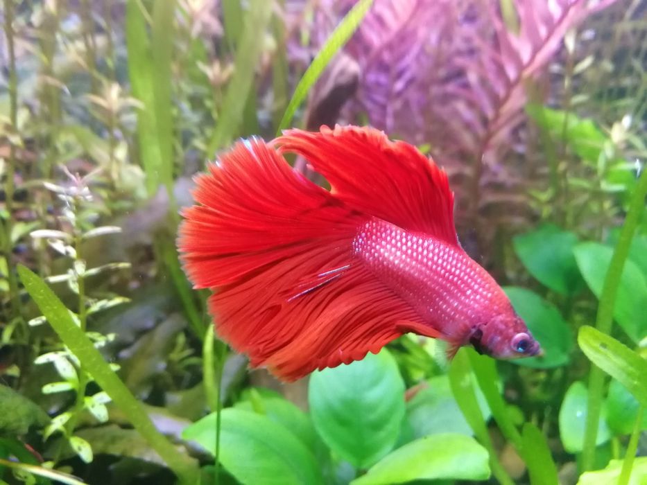 Червона Рибка Півник Betta Halfmoon red. Халф мун. Напівмісяць