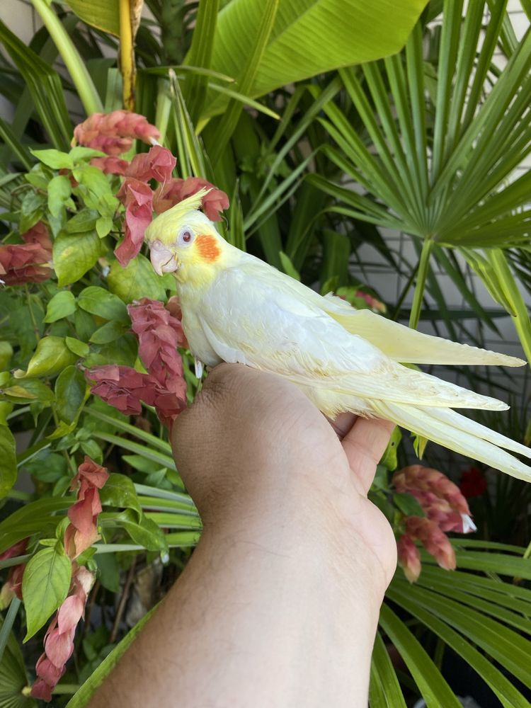 Caturra domesticada amarela com face vermelha