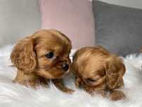 Cavalier King Charles Spaniel szczeniaki