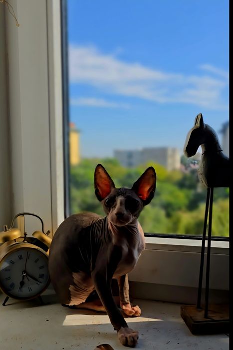 Kot sfinks piekny kocurek sphynx