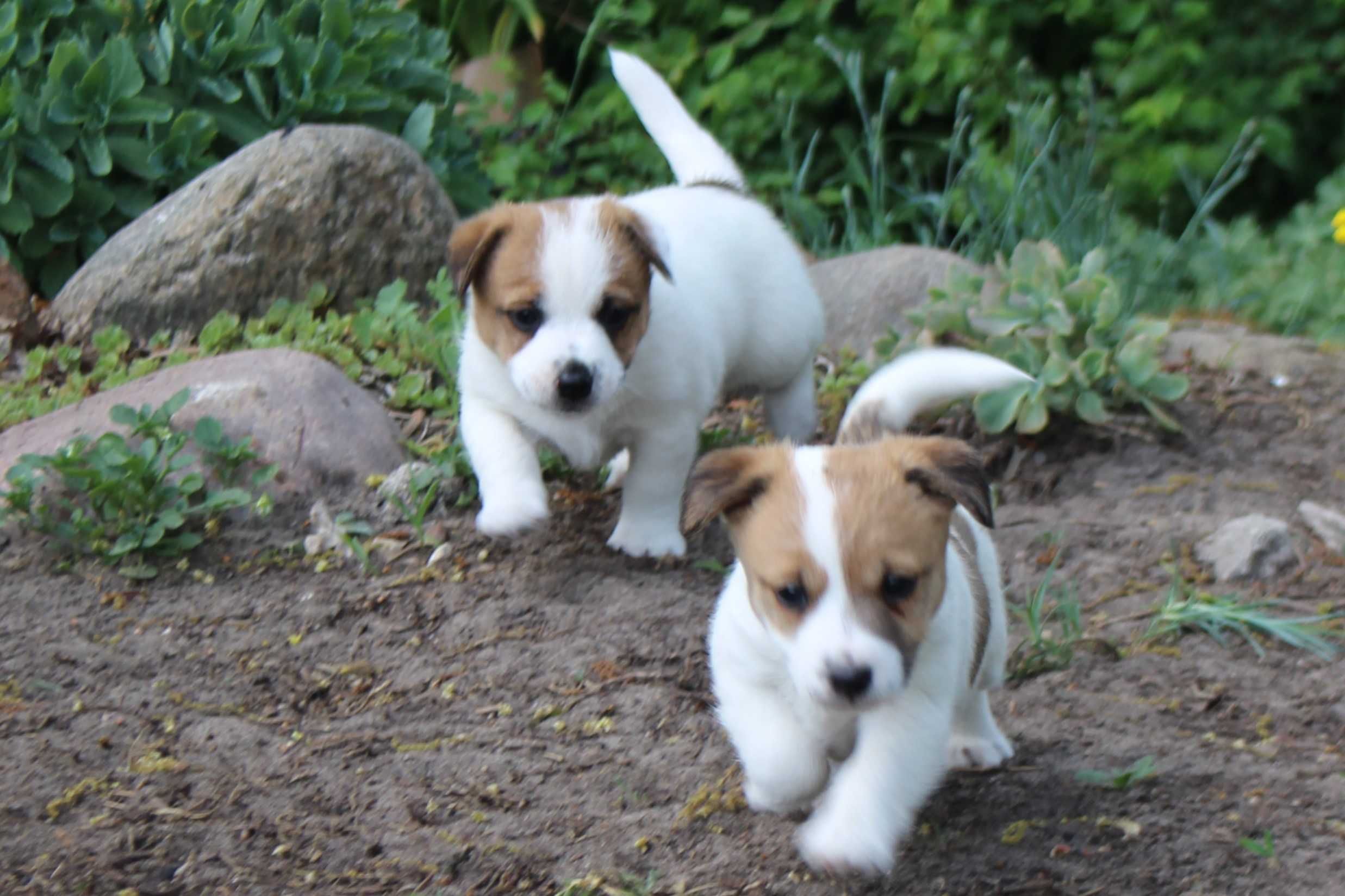 Jack Russell Terrier ZKwP/ FCI, piesek tricolor