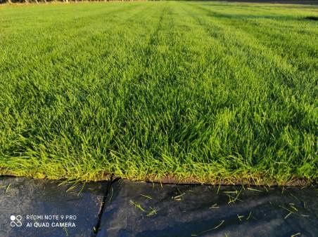 Trawa z rolki  z folii darń trawnik