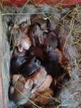 Coelhos caseiros