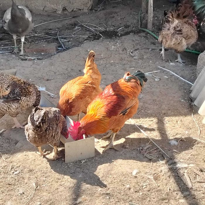 Galinhas e galos do campo