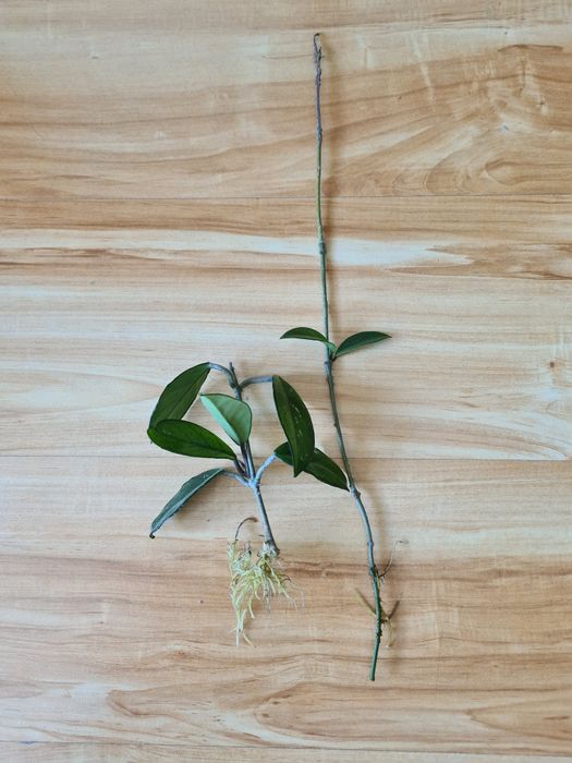 Hoja kwitnąca - woskownica, zaszczepki ukorzenione 2szt.