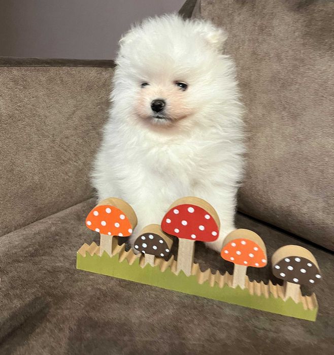 POMERANIAN - piękny, biały chłopak
