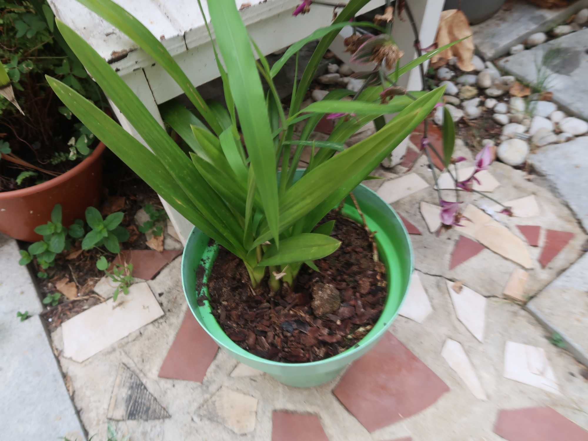 Orquídeas em vaso