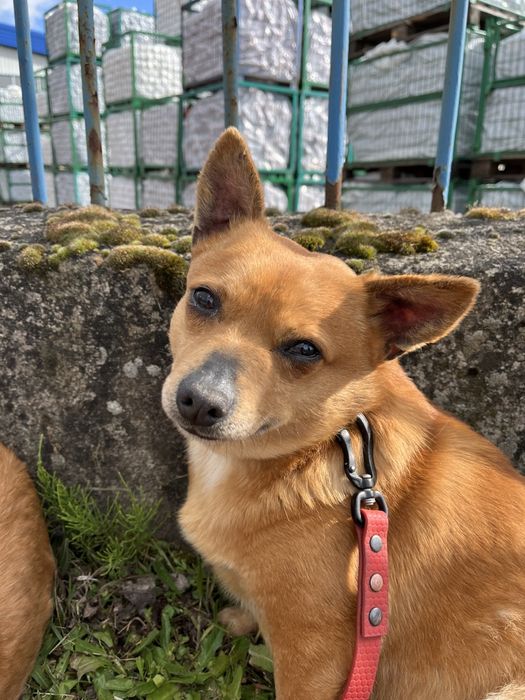 PRECELEK po śmierci opiekuna trafił do schroniska