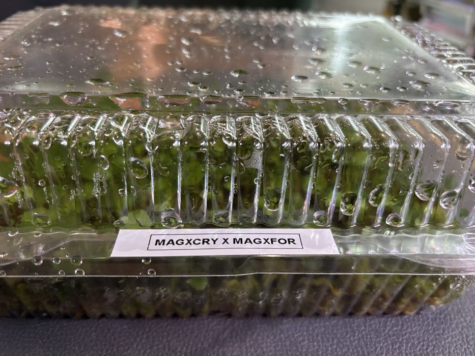 Hybrydy anthurium siewki Fort Sherman Forgetii Magnificum Crystalinum