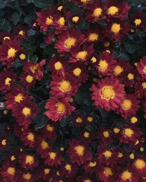 Хризантема мультифлора Дора маточник