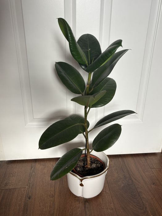 Ficus elastica 'Robusta' – fikus_wysokość ok. 70 cm