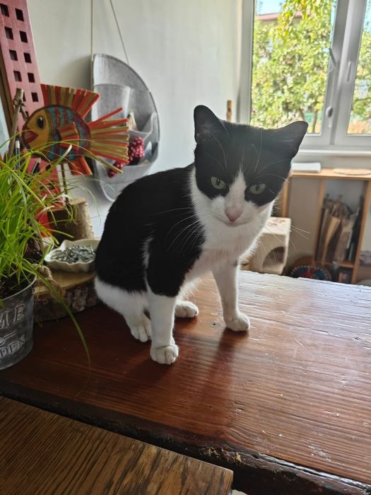 Kot / Adopcja / Pomoc /Stowarzyszenie KOCIE ŁAPKI