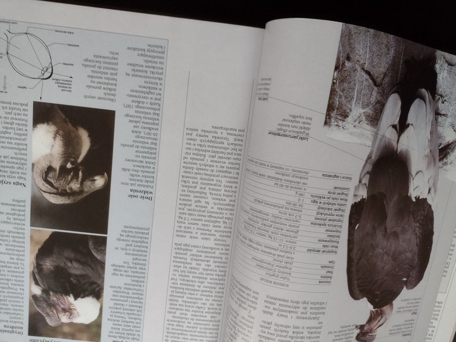 Encyklopedia dzikich zwierząt Góry