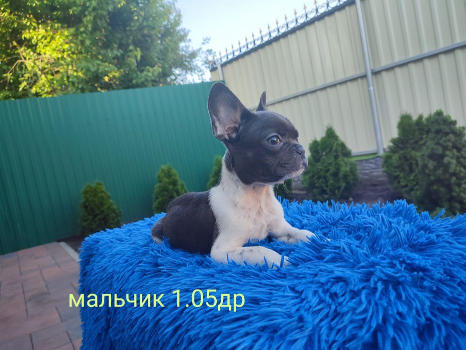 французский бульдог мальчик и девочка