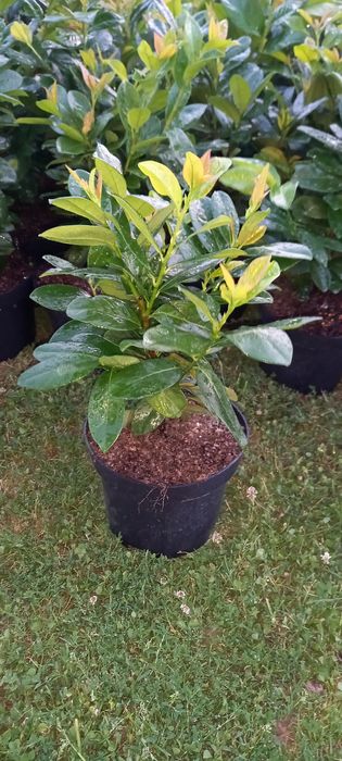 NOWOŚĆ Laurowiśnia Red Emperor w doniczkach 5L