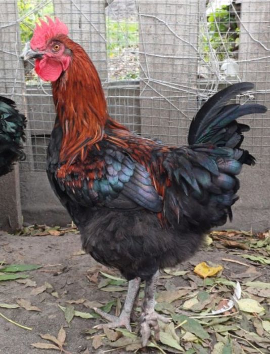 Півень Маран,чорно-мідний