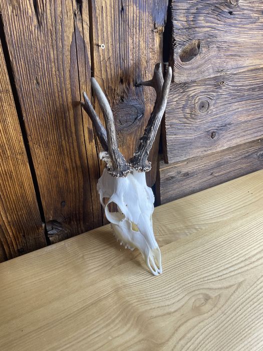 Trofeum kozła koziołek poroże czaszka myłkus nr 19