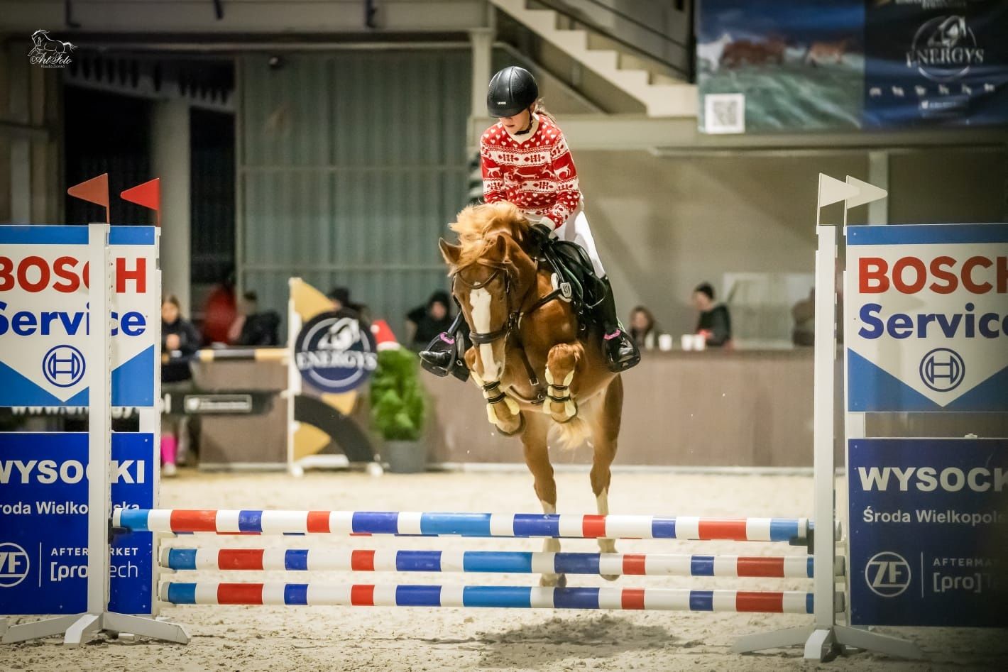 Sprzedam klacz kuca D grupa 147 cm