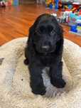Cocker spaniel piesek
