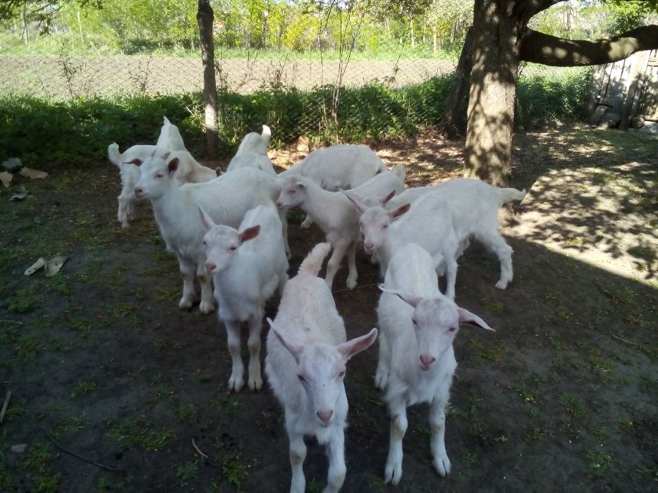 Зааненские  нубийские козлята козы и козлики разного возраста