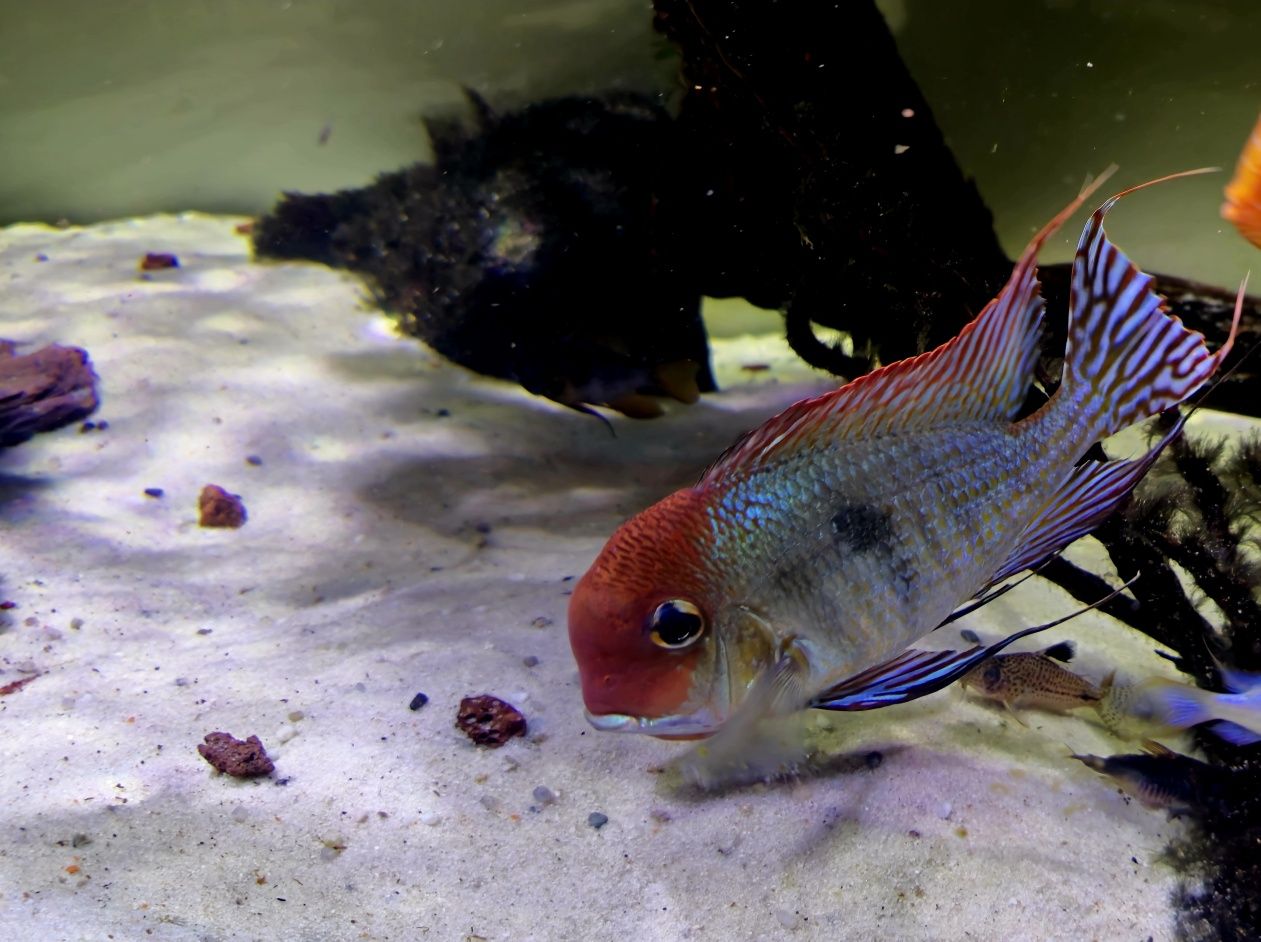 Red Head Tapajos ziemiojad