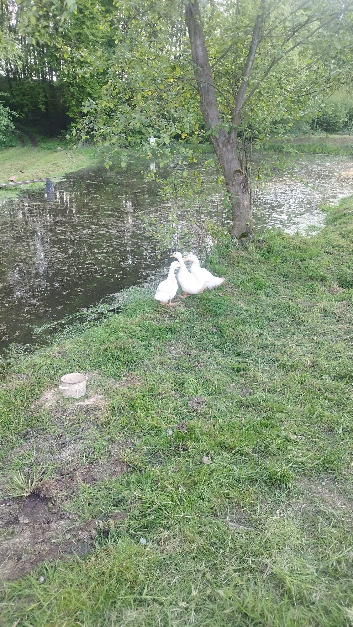 Jaja lęgowe kaczki pekin