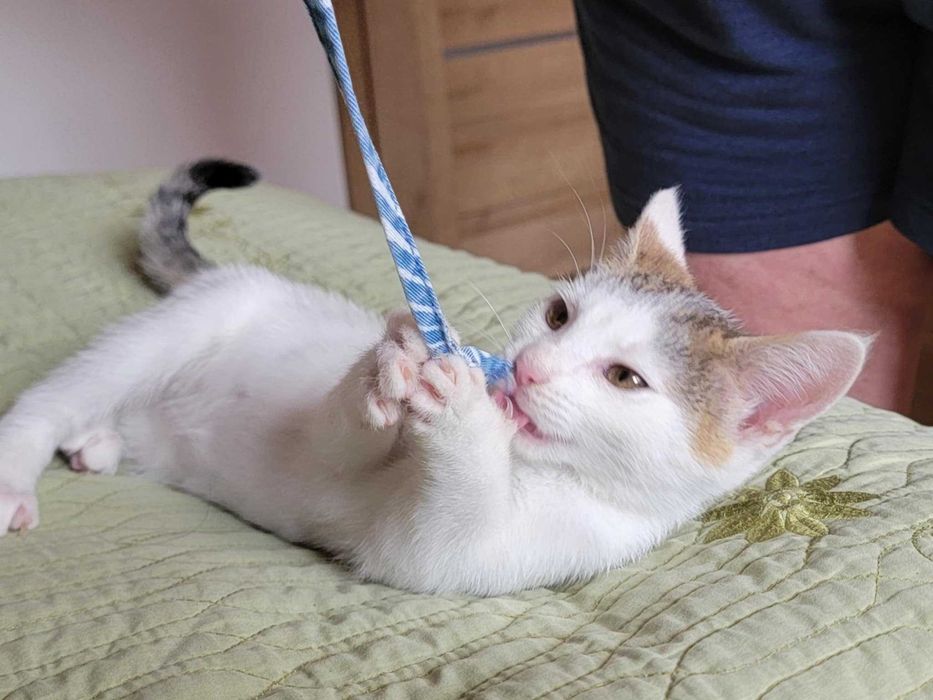 Kto pokocha Maję? Adoptuj!