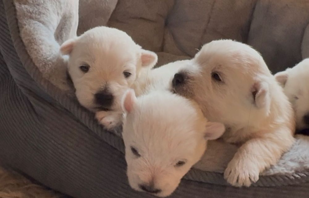 West Highland White Terrier - Irek Joke FCI fajny psiak :)
