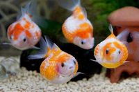 Золота рибка перлинка Pearlscale goldfish