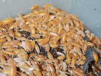 100 sztuk porcellionides pruinosus powder orange