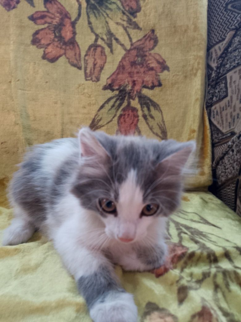 Віддам котика безкоштовно