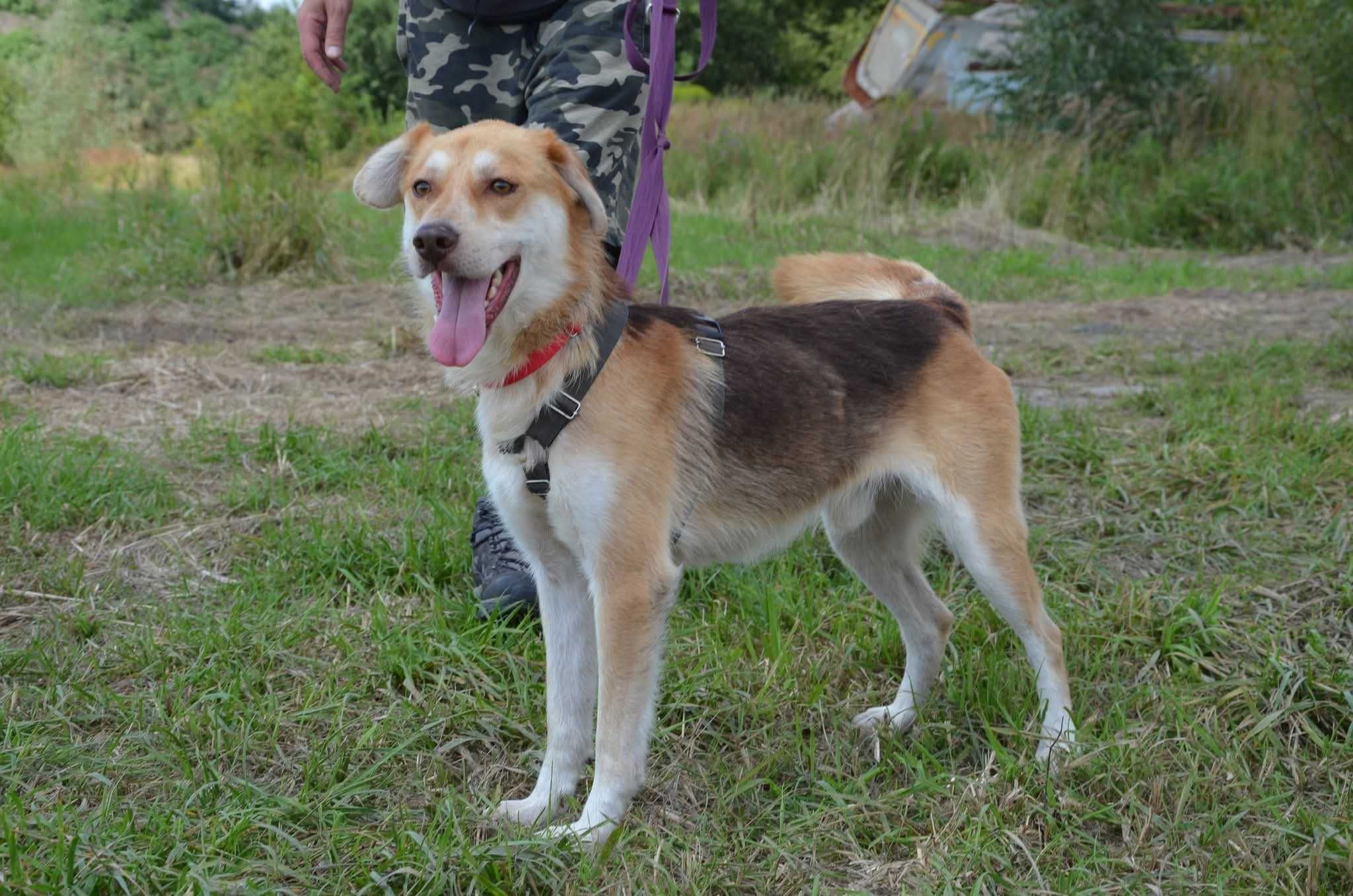 Biszkopt - uroczy psiak prosi o dom ADOPCJA