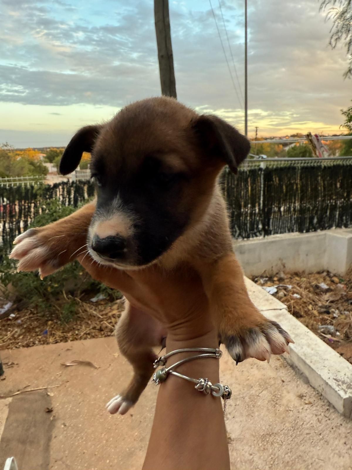 Filhotes de bull Terrier traçado com pastor belga